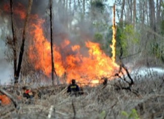 foto:Kebakaran Hutan dan Lahan Dikhawatirkan Jadi Modus Sindikat Narkoba di Riau Melalui Jalur Laut