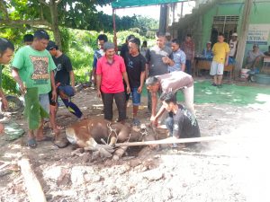 Panitia kurban Perum Kualu Raya Permai melakukan penyembelihan Herwan kurban yang diserahkan oleh PJ Bupati Kampar, Hambali dan Sekda Kab Kampar, Ahmad Yuzar