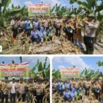 Polsek Bangko Panen Raya Jagung Seluas 3 Hektar