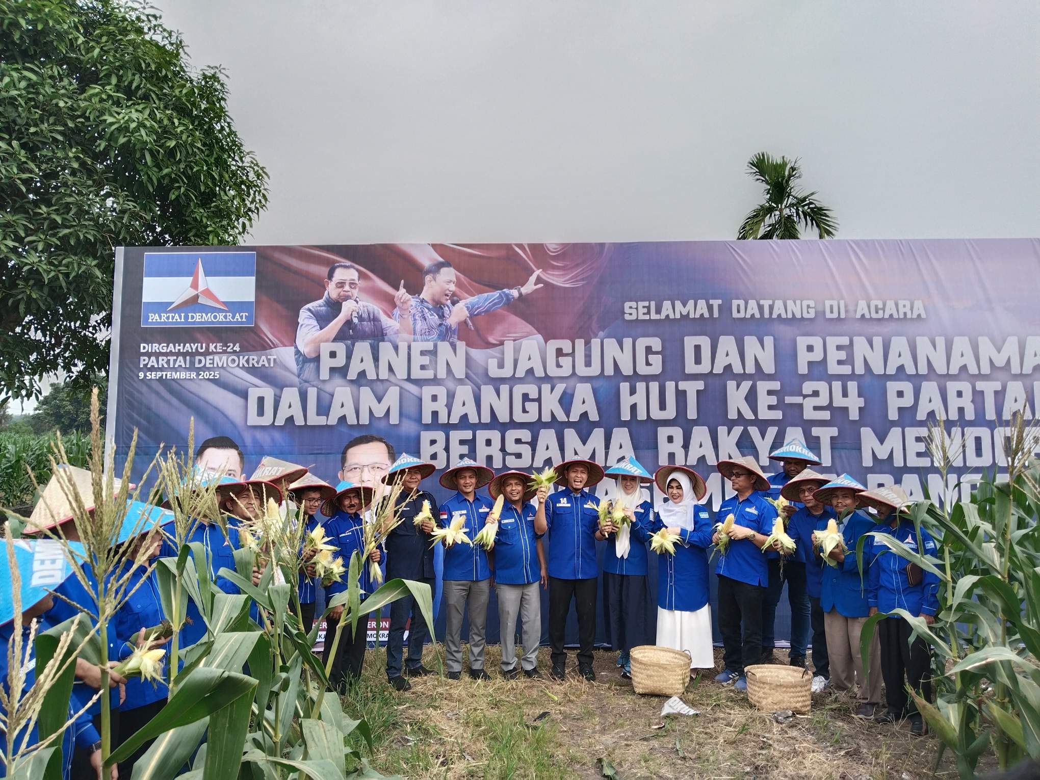 Ketua DPD Partai Demokrat Riau,Agung Nugroho dan ketua DPC Partai Demokrat kota Pekanbaru, T Azwendi Fajri serta ketua Sri Kandi Partai Demokrat Riau, Sulastri melakukan panen jagung saat acara syukuran partai Demokrat Ke-24 Tahun