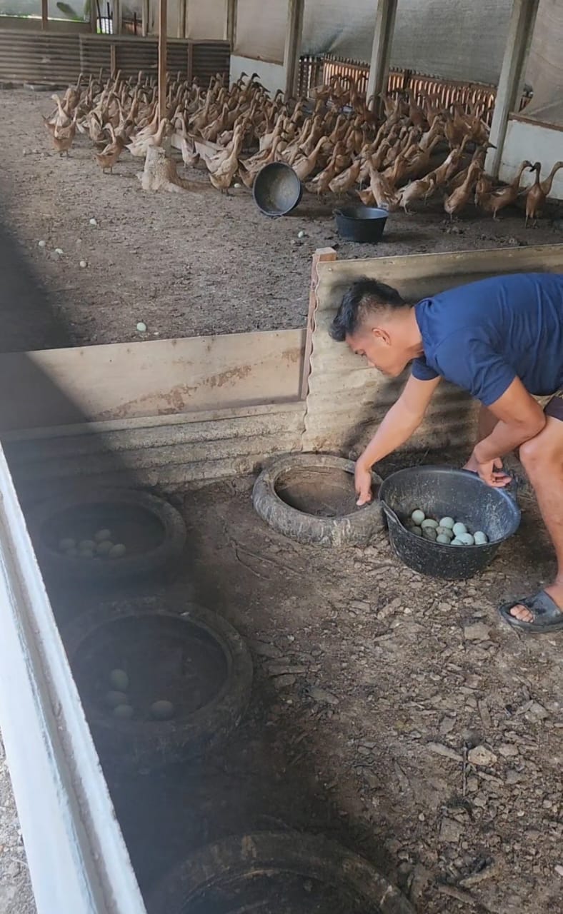 Panen Hasil Ketahanan Pangan