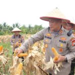 Polres Rohil Panen Jagung, dikepenghuluan Suak Air Hitam, Kecamatan Pekaitan