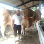 H Fathullah ; Jual Sapi Qurban dengan Harga Terjangkau