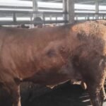 Perayaan Idul Adha 2026, H Fathullah Kembali Qurban Sapi Seberat 1,3 Ton