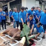 Momentum Idul Adha 1447 H, DPC Demokrat Pekanbaru Sembelih 85 Ekor Sapi dan 4 Ekor Kambing