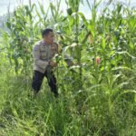 Polsek Rimba Melintang Laksanakan Pengecekan Program Ketahanan Pangan Jagung